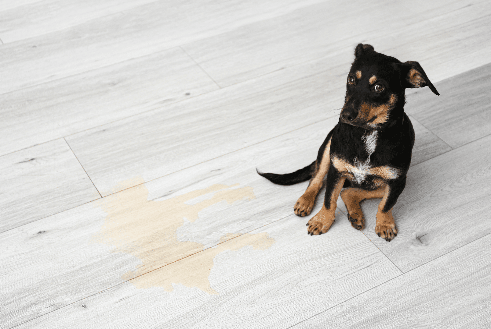Hond plast binnen