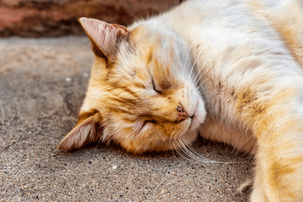 Luchtwegproblemen kat