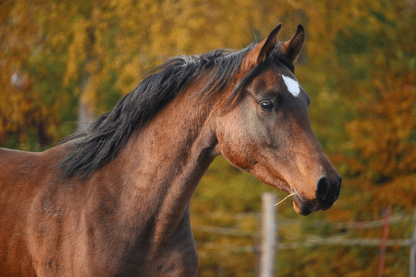 demonstratiefilmpje SME spray staart en manen paard