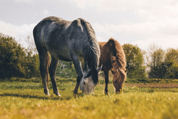 Prikkeldrempel paard