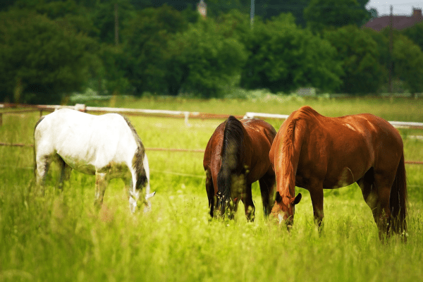 Spijsverteringsstelsel paard