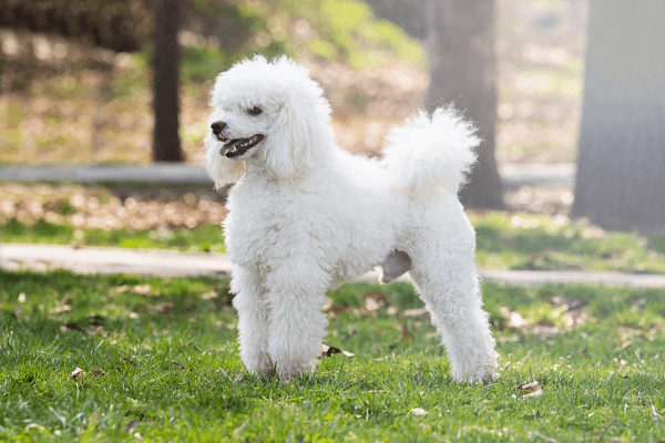 PUUR Cranberry blaas poedel