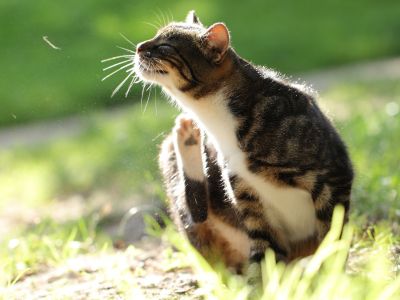 Huid- en vachtproblemen bij de kat
