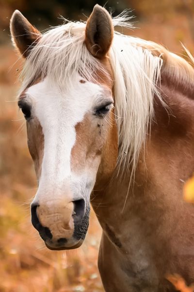 Insulineresistentie bij het paard