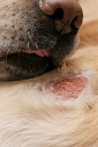 Hotspot bij de hond