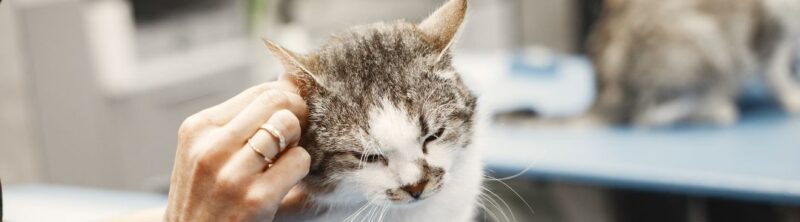 Oorontsteking bij de kat