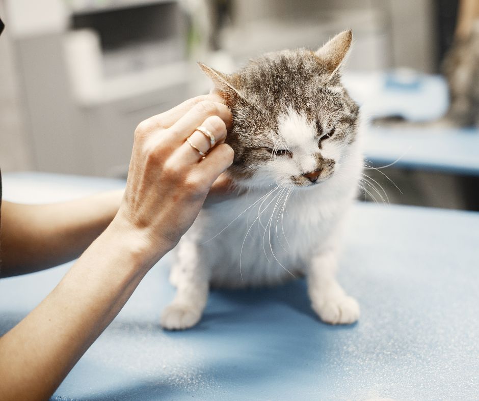 Oorontsteking bij de kat