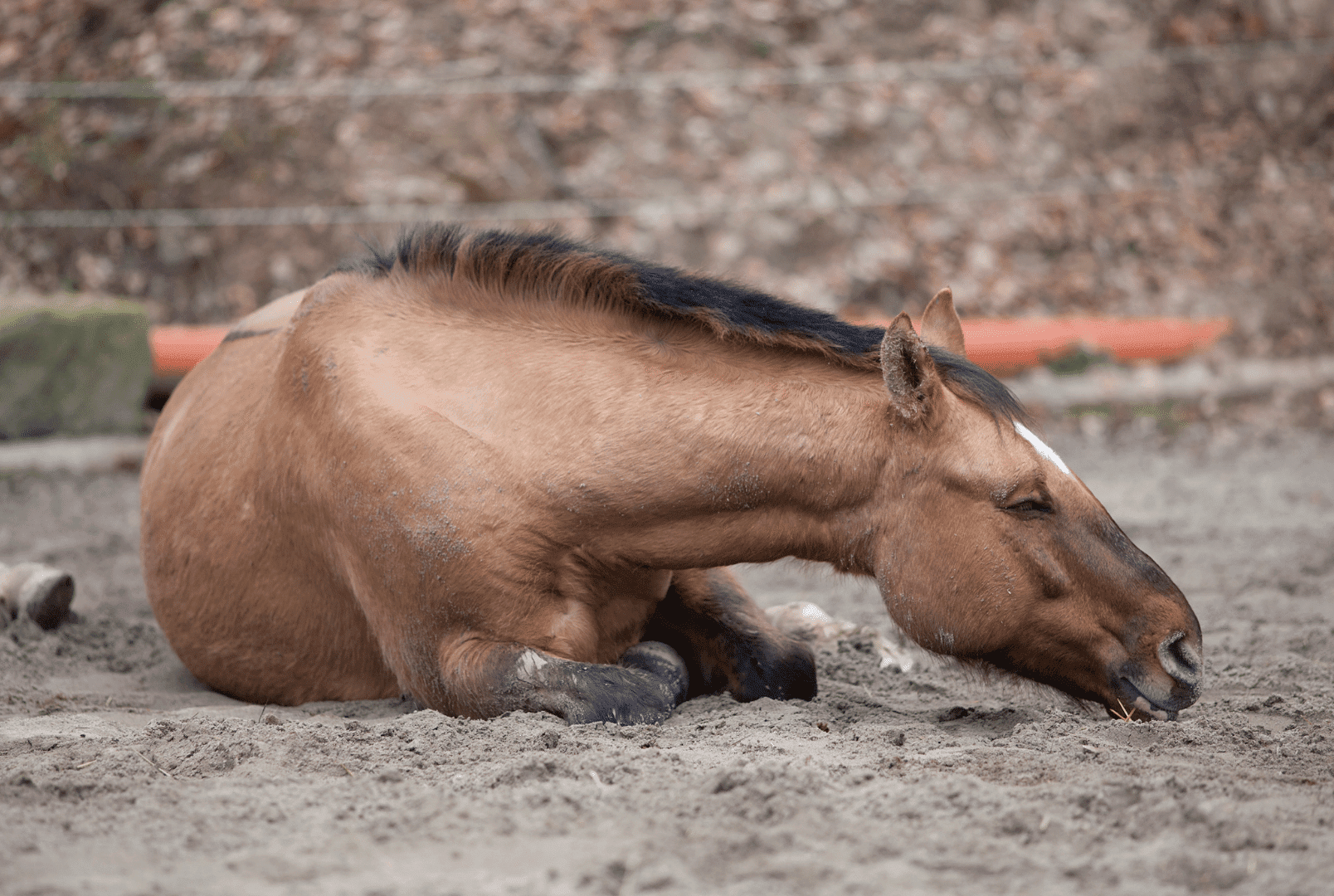 opgraven sap Ingrijpen Koliek - Een verzamelnaam voor hevige buikpijn bij paarden