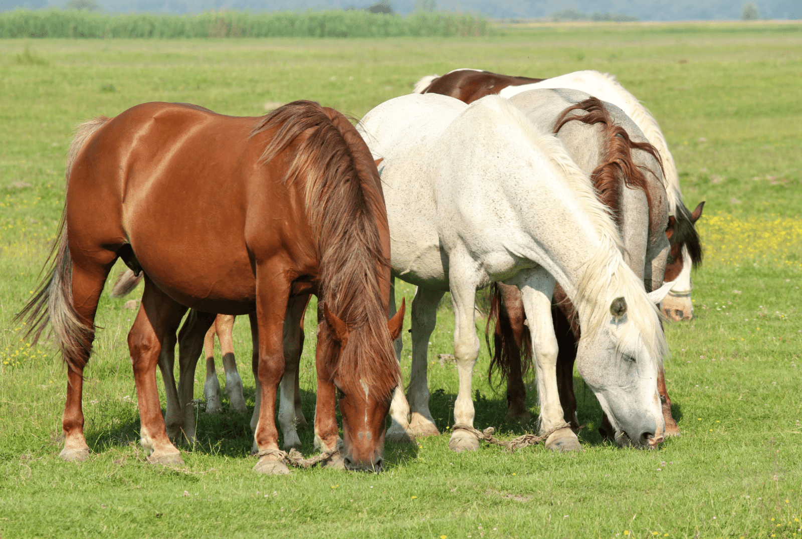 Paarden in wei