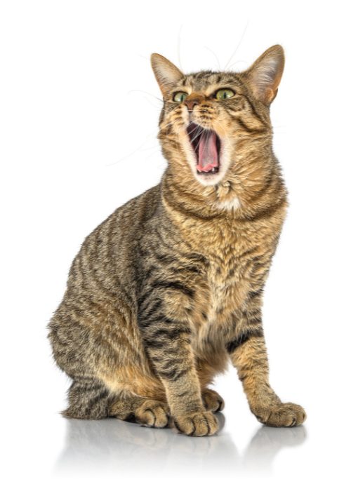 Stress katten
