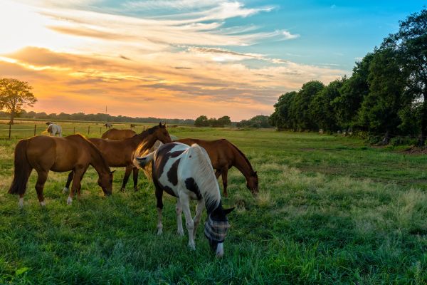 Weidemanagement bij paarden