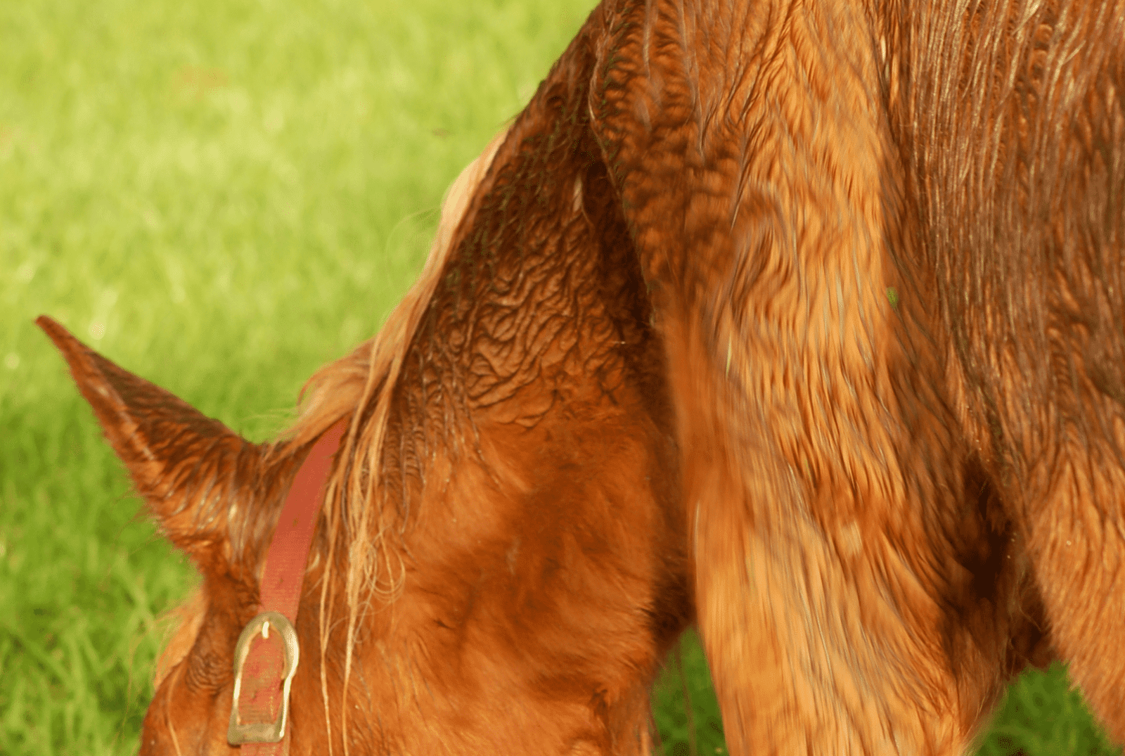 Ziekte van cushing paard