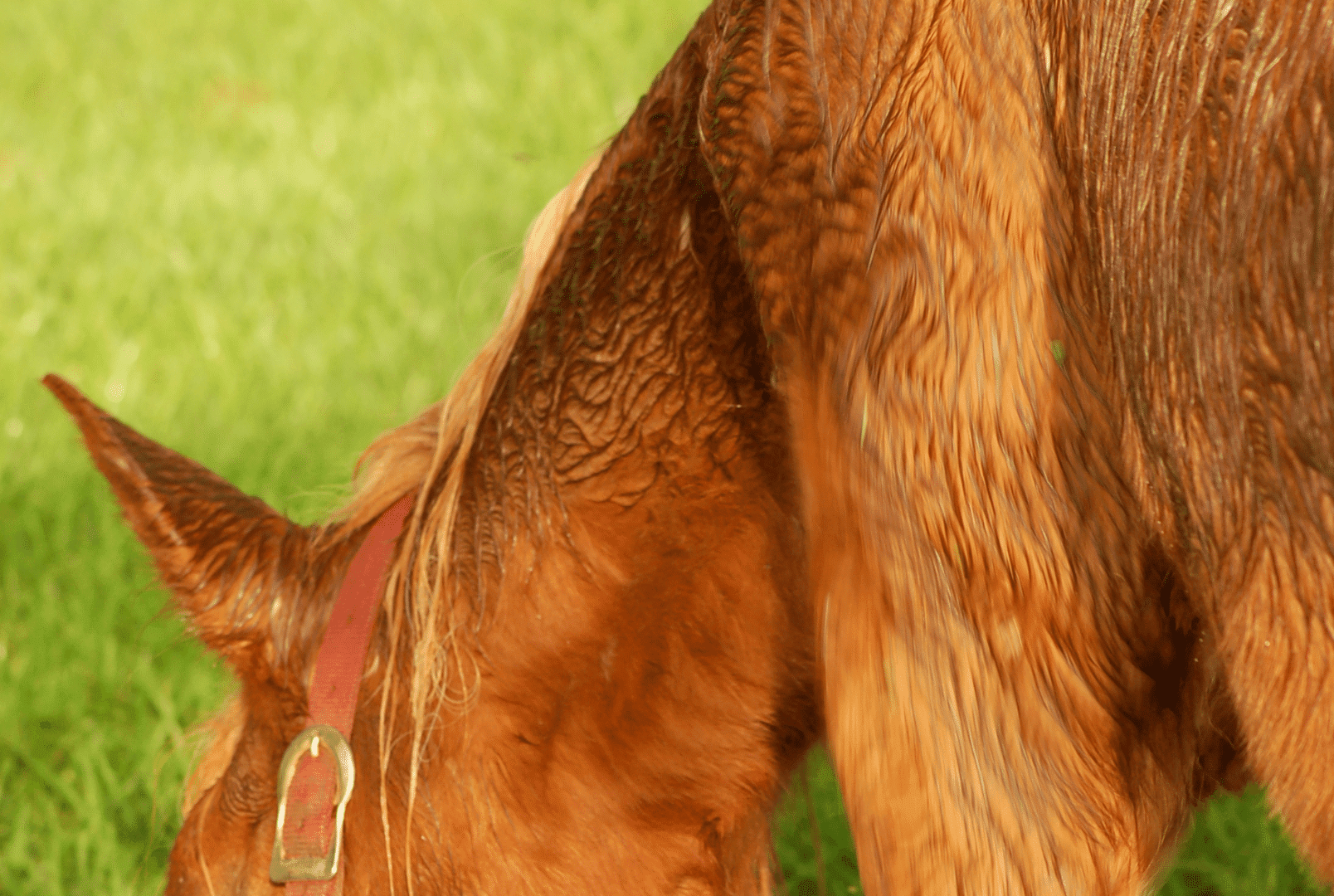 Ziekte van cushing bij het paard