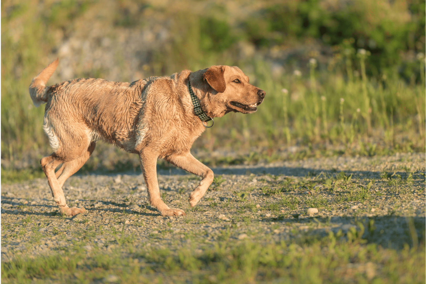 lopende hond