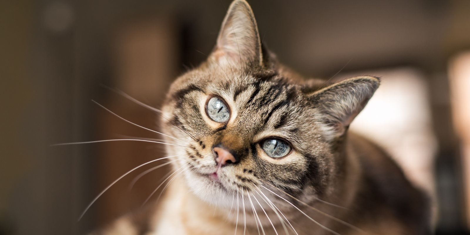 Schijnzwangerschap kat