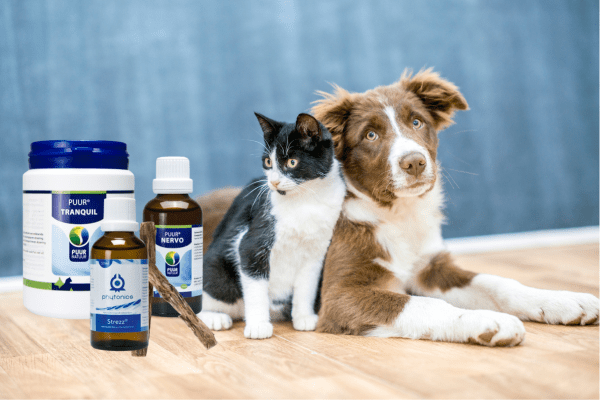 vuurwerk en huisdieren